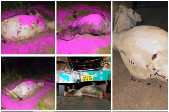 तेजगढ़ में नशेड़ी बस चालक का तांडव